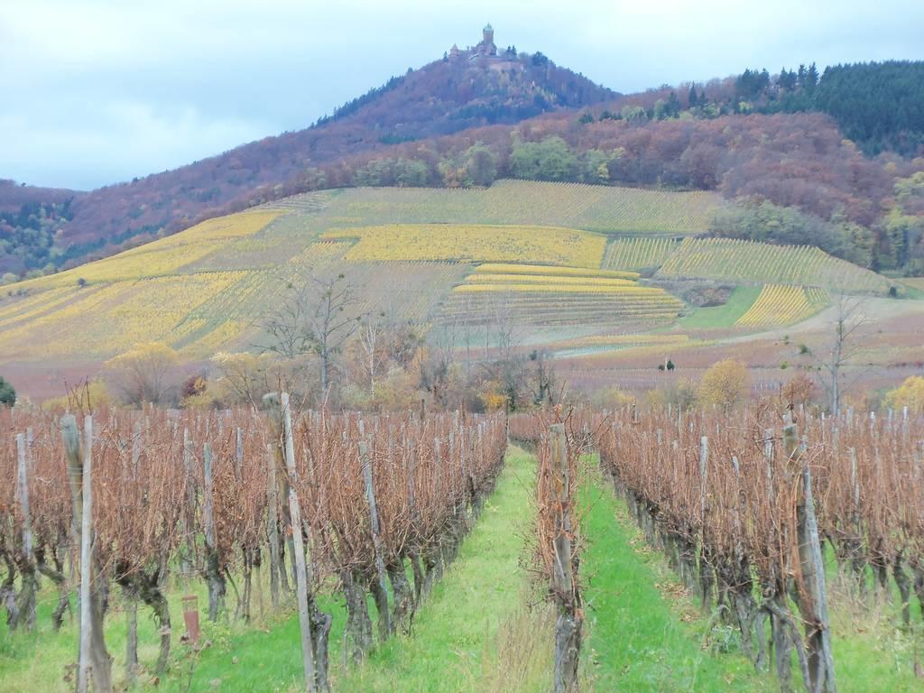 Apartment Route Du Vin Centre Alsace Orschwiller Rom bilde